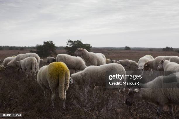 geel gedekte ooi aan het grazen - grazen stock pictures, royalty-free photos & images