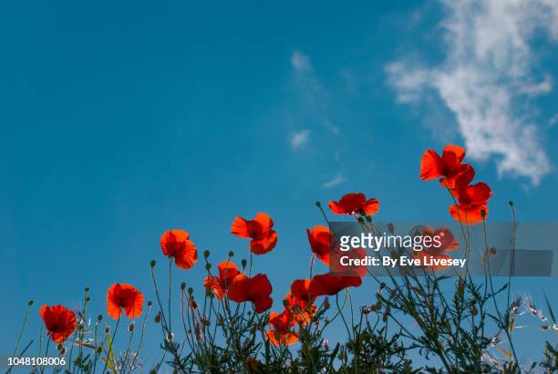 wild red poppies - red poppy stock pictures, royalty-free photos & images
