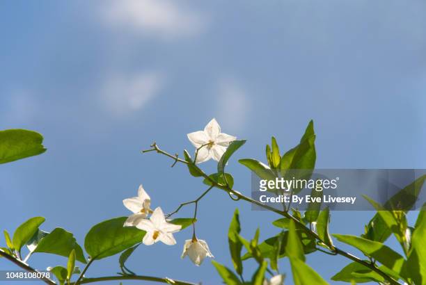 wrightia religiosa flowers - jasmine flower fotografías e imágenes de stock