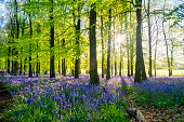 Bluebell Wood At Dawn