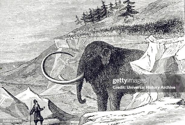 Drawing of a Siberian Woolly Mammoth, discovered in a block of ice in Siberia, Russia, 1799.