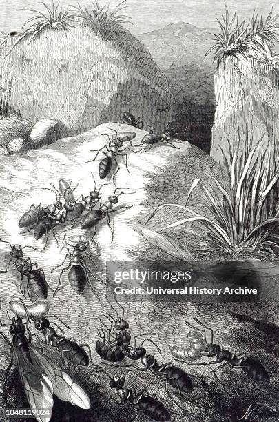 An engraving depicting marauding ants carrying captives into slavery - based on observations made by Pierre Huber, a Swiss entomologist. Dated 19th...