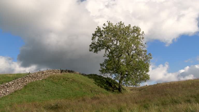 Nondu Tree Single Tree No Background Videos and HD Footage - Getty Images