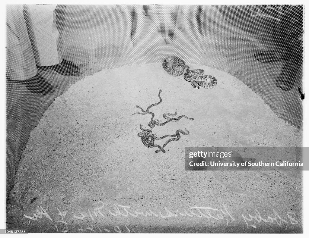 Baby rattlesnakes...Griffith Park Zoo, 1951