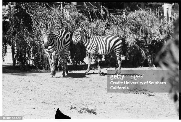 New Giant Zebras at Griffith Park Zoo Acquired from Hearst Ranch at San Simeon, 29 October 1951. 'Dan', 2;'Ann', 2 1/2..