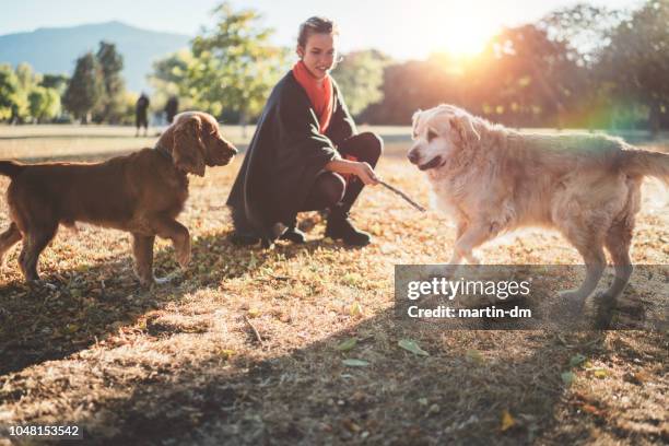 man's best friend - dog park stock pictures, royalty-free photos & images