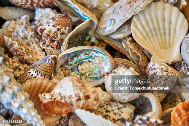 shells - mother of pearl stock pictures, royalty-free photos & images