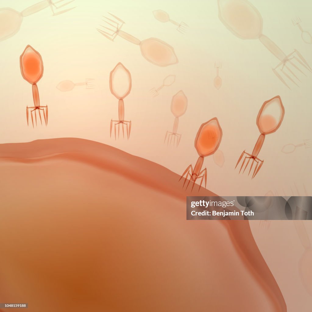Bacterial cell with virus, Lambda Phage