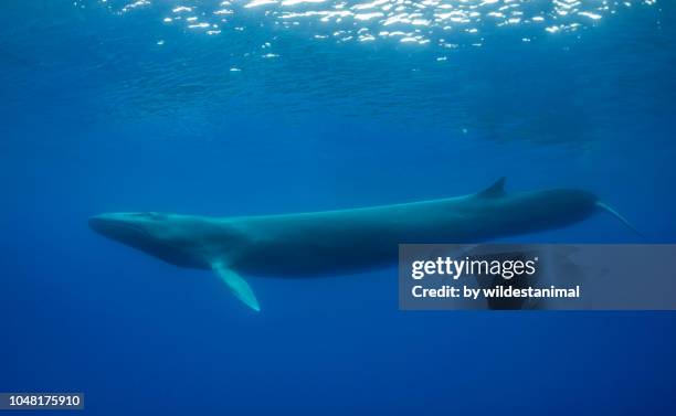 fin whale swimming just under the surface, with another fin whale in the background. - fin whale stock pictures, royalty-free photos & images