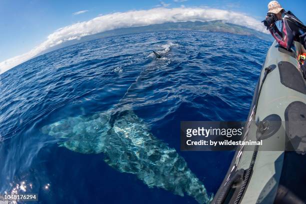fin whale swimming just under the water surface alongside a boat. - azores people stock pictures, royalty-free photos & images