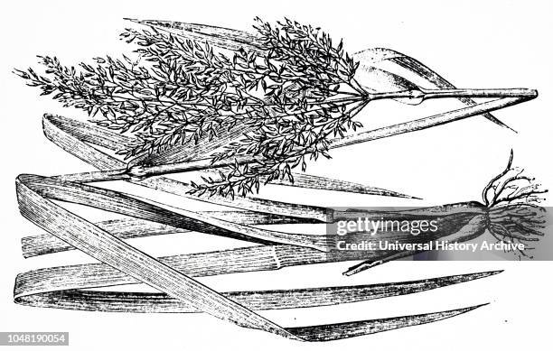 An engraving depicting wild rice a vital food of North American Indians. Dated 19th century.