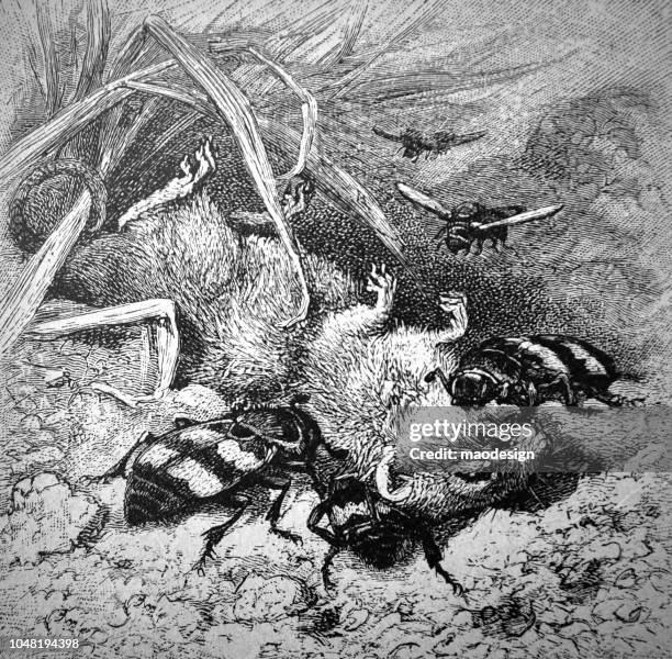 burying beetle (nicrophorus vespilloides) by the work - 1888 - nicrophorus stock illustrations