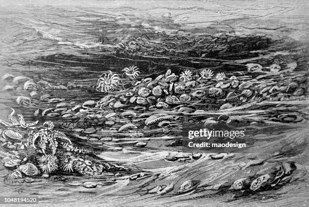 639点の海底都市のストックフォト Getty Images 639点の海底都市のストックフォト Getty Images