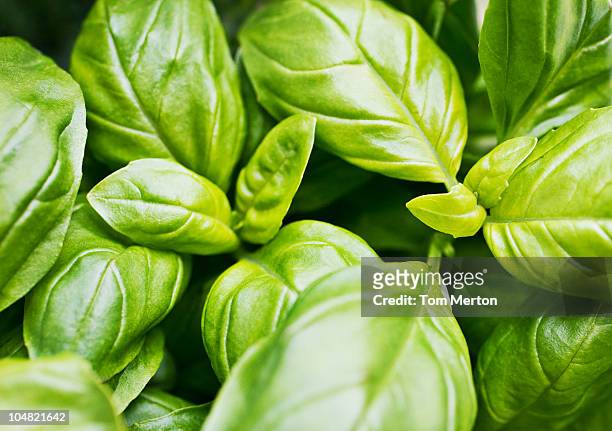 close up of basil leaves - basil stock pictures, royalty-free photos & images