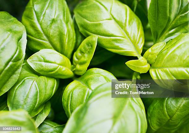 close up of basil leaves - basilika bildbanksfoton och bilder