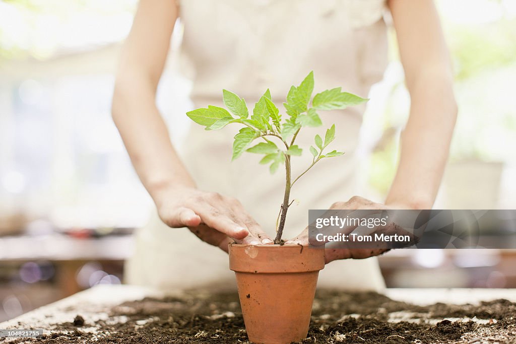 Mädchen Pflanzen Setzling in keramische flower pot