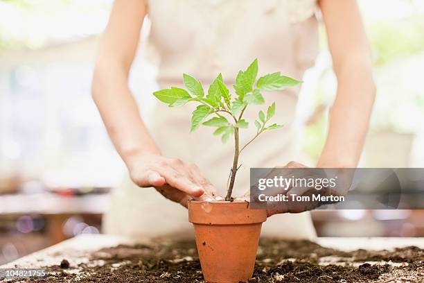 mädchen pflanzen setzling in keramische flower pot - eintopfen stock-fotos und bilder