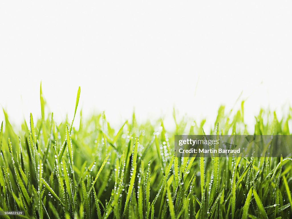 Close up of dew droplets on grass