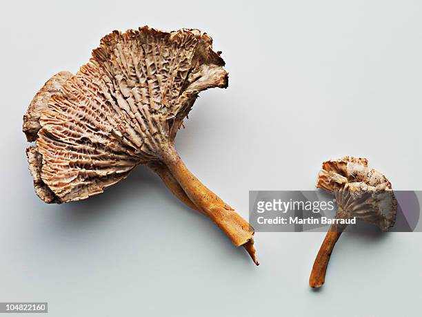 close up of chanterelle mushrooms - cantharellus cibarius stock pictures, royalty-free photos & images