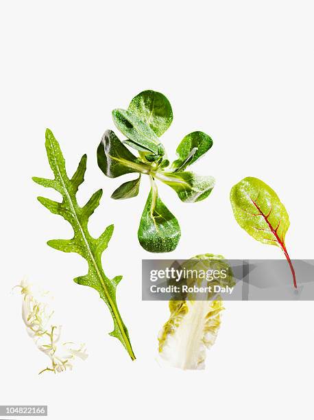 variety of green leaf lettuce - lettuce leaf stock pictures, royalty-free photos & images