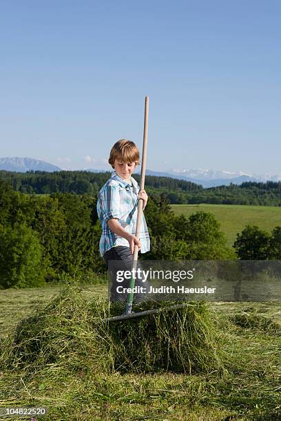 Meadow Raking 23 Dug Hay I Stock Photos, High-Res Pictures, and Images - Getty Images