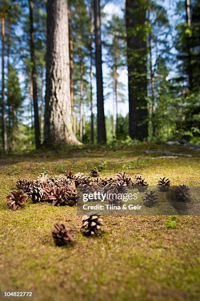 pine cones on forest floor - somero photos et images de collection