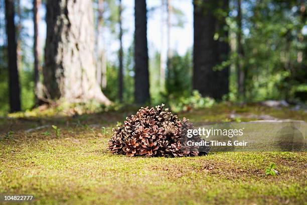 pine cones in a stack in forest floor - somero photos et images de collection