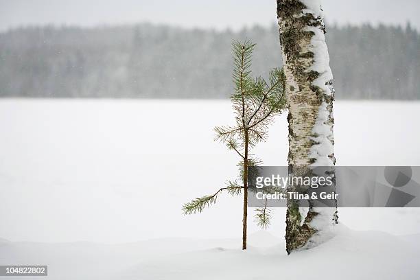 two trees together in winter landscape - somero photos et images de collection