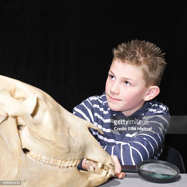 boy with animal skull - human skull museum stock-fotos und bilder