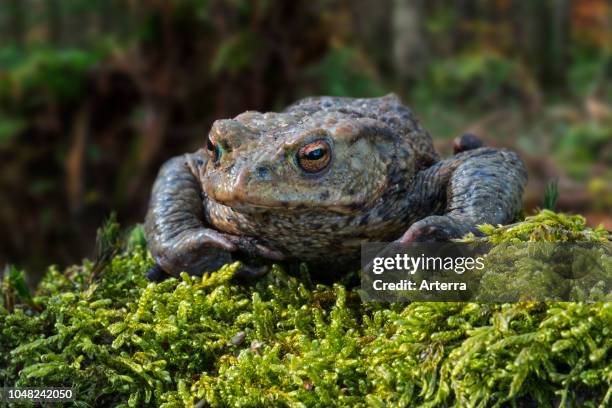 Common toad / European toad on moss in forest in spring.