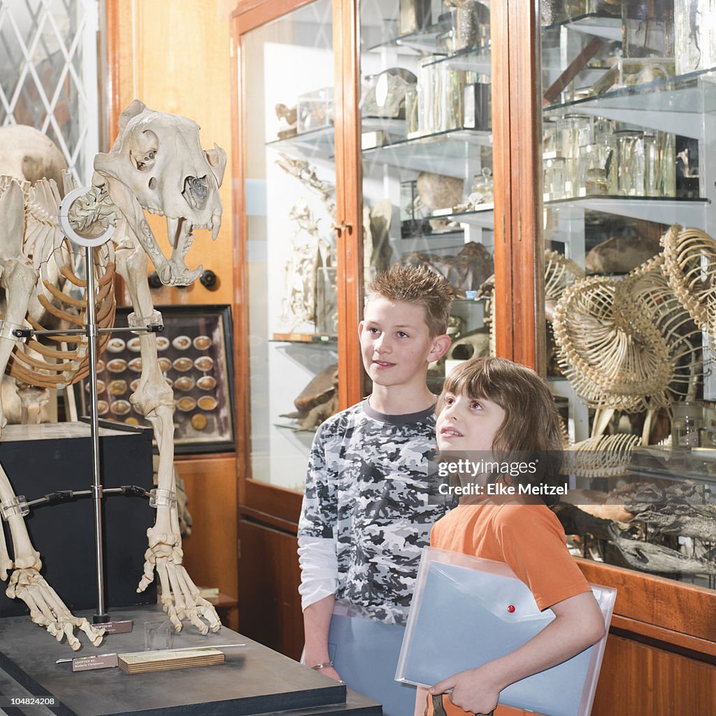 2 boys looking at tiger skeleton
