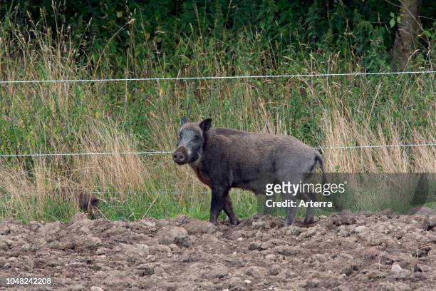 Wild boar sow standing in ploughed field next to electric fence to keep wildlife out.
