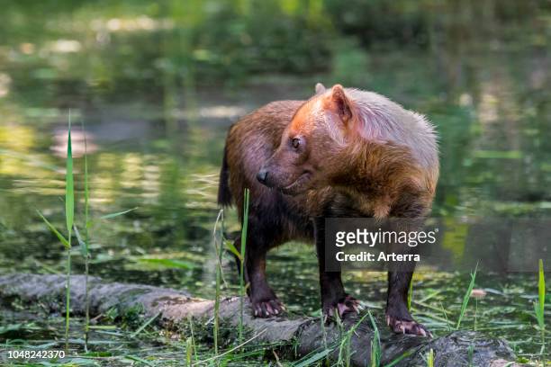 Bush dog canid native to Central and South America, standing on log in stream.