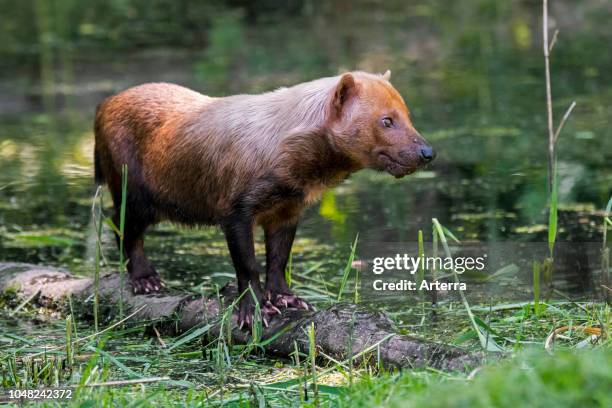 Bush dog canid native to Central and South America, standing on log in stream.