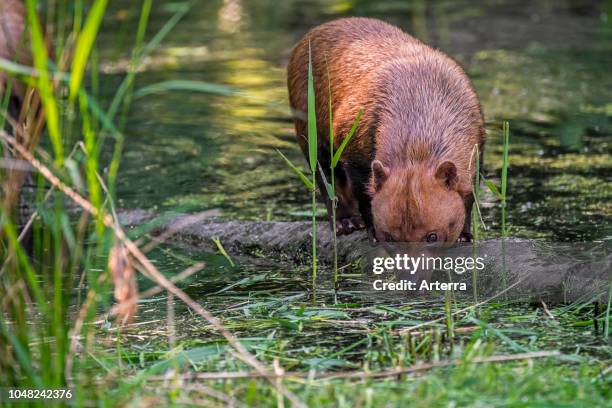 Bush dog canid native to Central and South America, drinking water from pond.