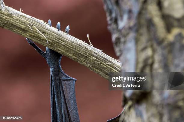 Lyle's flying fox native to Cambodia, Thailand and Vietnam hanging upside down. Close up of claws from hind feet clinging on branch.