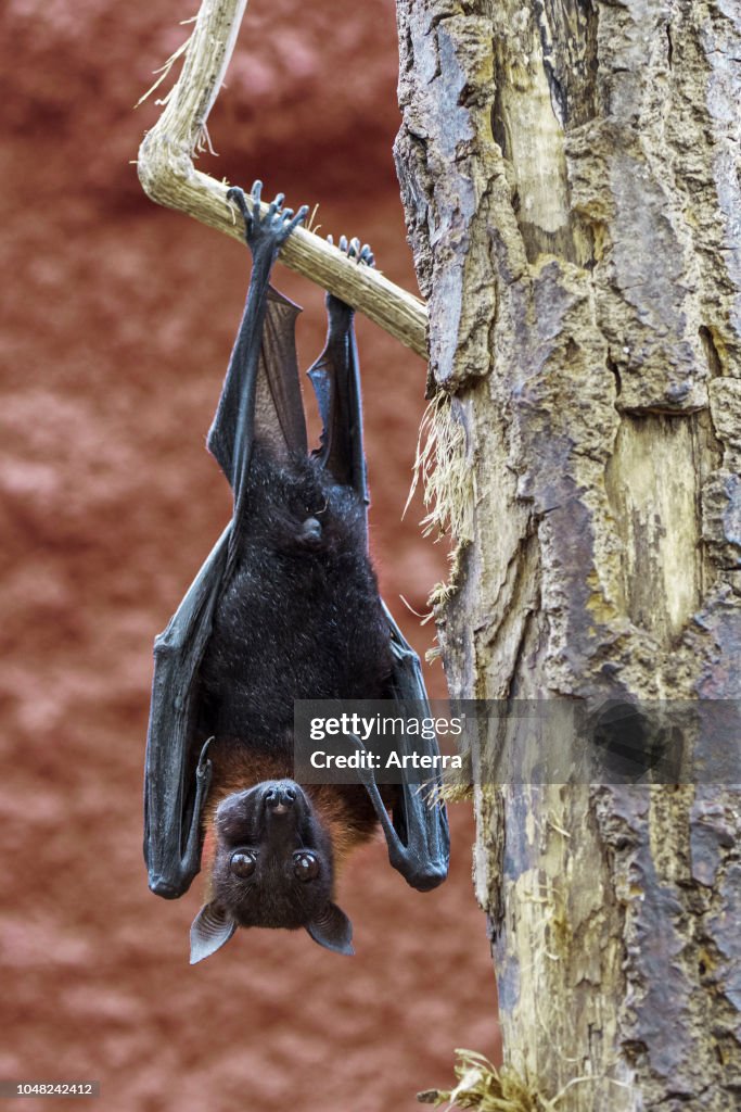Lyle's flying fox.