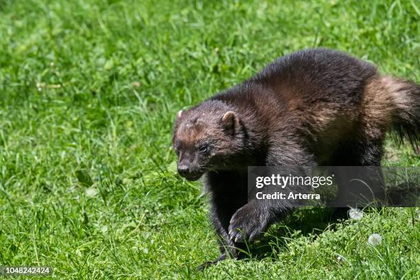Wolverine foraging in grassland.