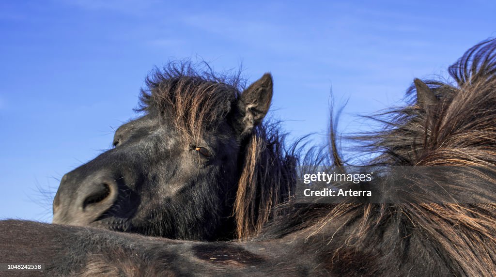 Close up of two black Shetland ponies.