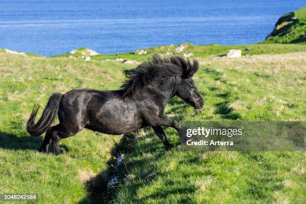 Black Shetland pony jumps over ditch in field along the coast on the Shetland Islands, Scotland, UK.