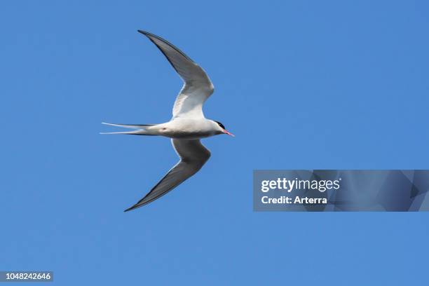 Arctic tern in flight against blue sky.