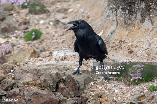 Common raven / northern raven calling from sea cliff along the Scottish coast, Scotland, UK.