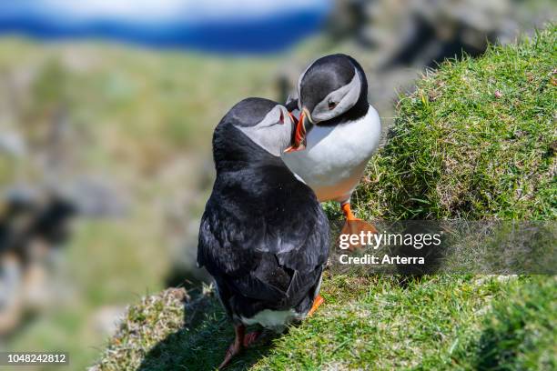 Atlantic puffins billing in front of burrow on sea cliff top in seabird colony, Hermaness, Unst, Shetland Islands, Scotland, UK.