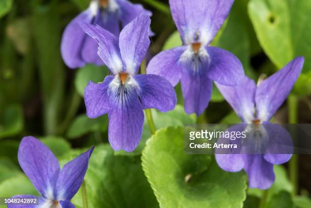 Early dog-violet / pale wood violet in flower in spring.
