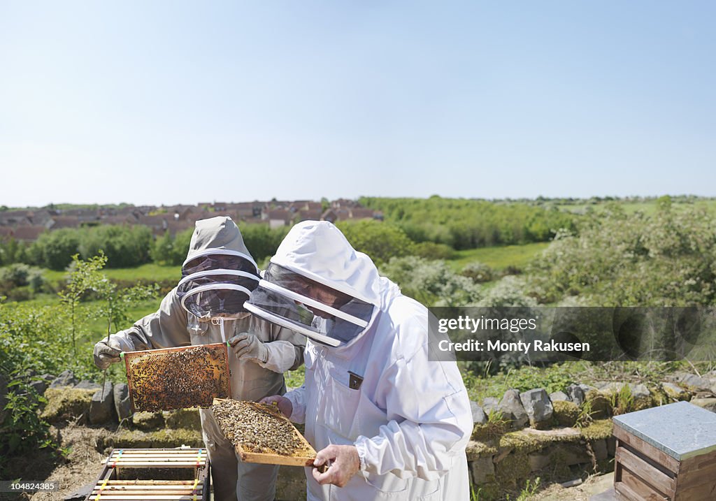 Beekeepers inspect honey combs