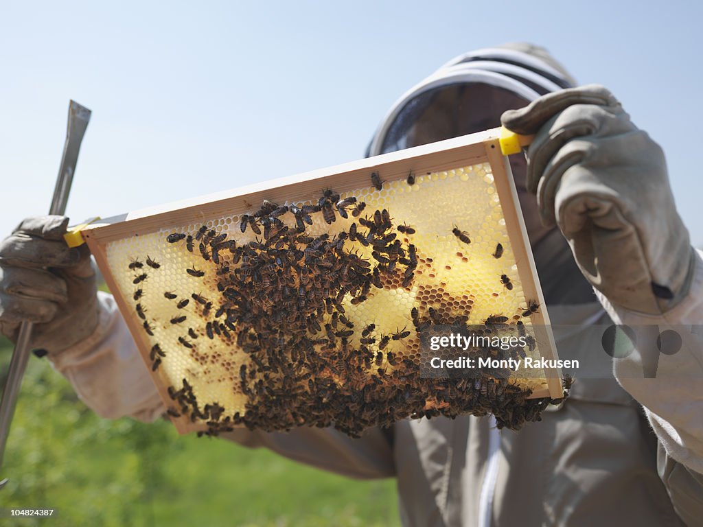Beekeeper inspects honey combs
