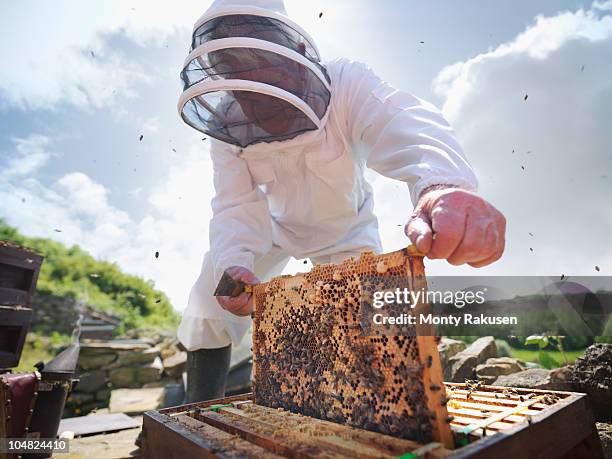 beekeeper inspects bee hive - honingraat stockfoto's en -beelden