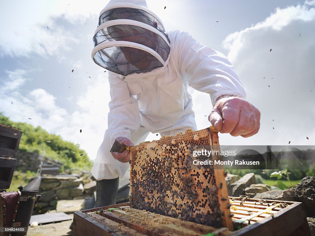 Beekeeper inspects bee hive