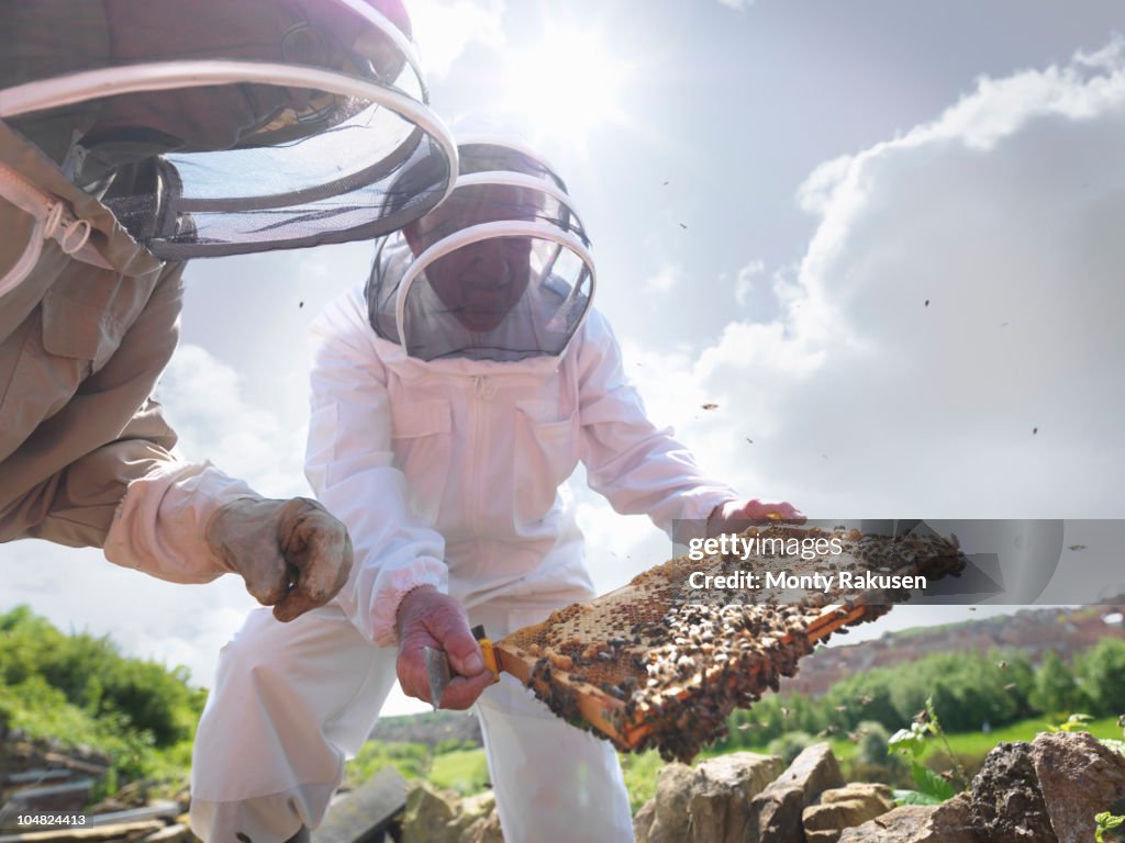 Beekeepers inspect honey comb