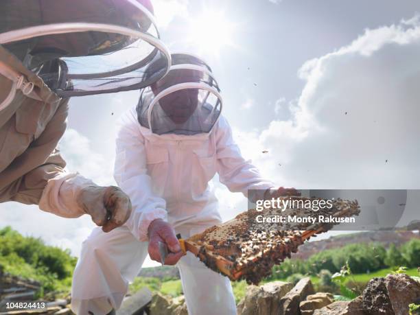 beekeepers inspect honey comb - beekeeping stock pictures, royalty-free photos & images